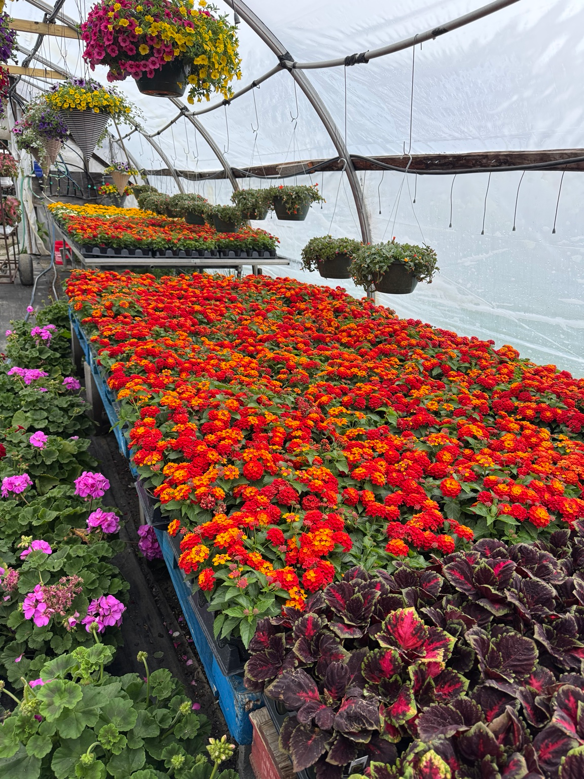 Lantana flats growing on benches at Wells Plants